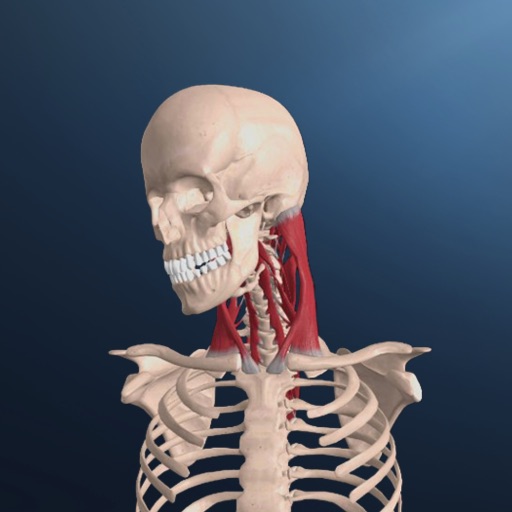 Muscle Kinetics app icon
