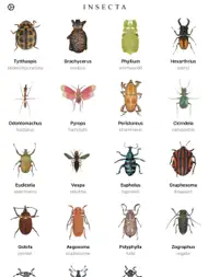 Insecta - Study Insects in AR ipad bilder 0