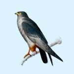 Download Vintage Bird Stickers app