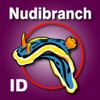Nudibranch ID E Atlantic Med icon