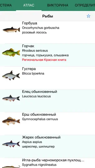 Скриншот Рыбалка и рыбы - KLEV на iPhone 2