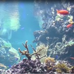 Download Reef Aquarium 2D/3D app