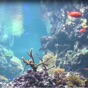 Reef Aquarium 2D/3D app download