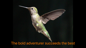 Hummingbird Moments screenshot