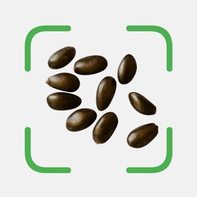 Seed Id: Seed Identifier