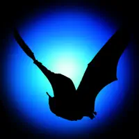Bat Detector