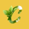 Cucullata: Plant collection icon