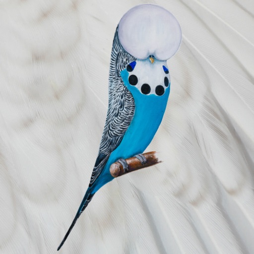 Budgerigar