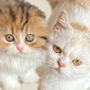 猫ヤクザの仁義にゃき戦い - オンライン対戦カードゲーム - iPhoneアプリ