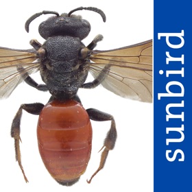 螢幕擷取畫面 (10) Wildbienen Id BienABest