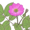 Alberta Wildflowers icon