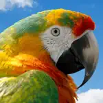 Birds Quiz and Learn App Contact