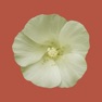 Get Rare Plants of the Pilbara for iOS, iPhone, iPad Aso Report