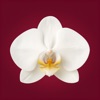 L'Orchidea icon