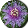 Tennessee Wildflowers icon