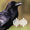 Hunting Calls: Crow icon