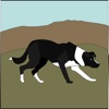 SheepDog