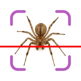螢幕擷取畫面 (3) Bug Identifier & ID Insect
