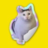 Cat Meme Stickers: Caticker icon