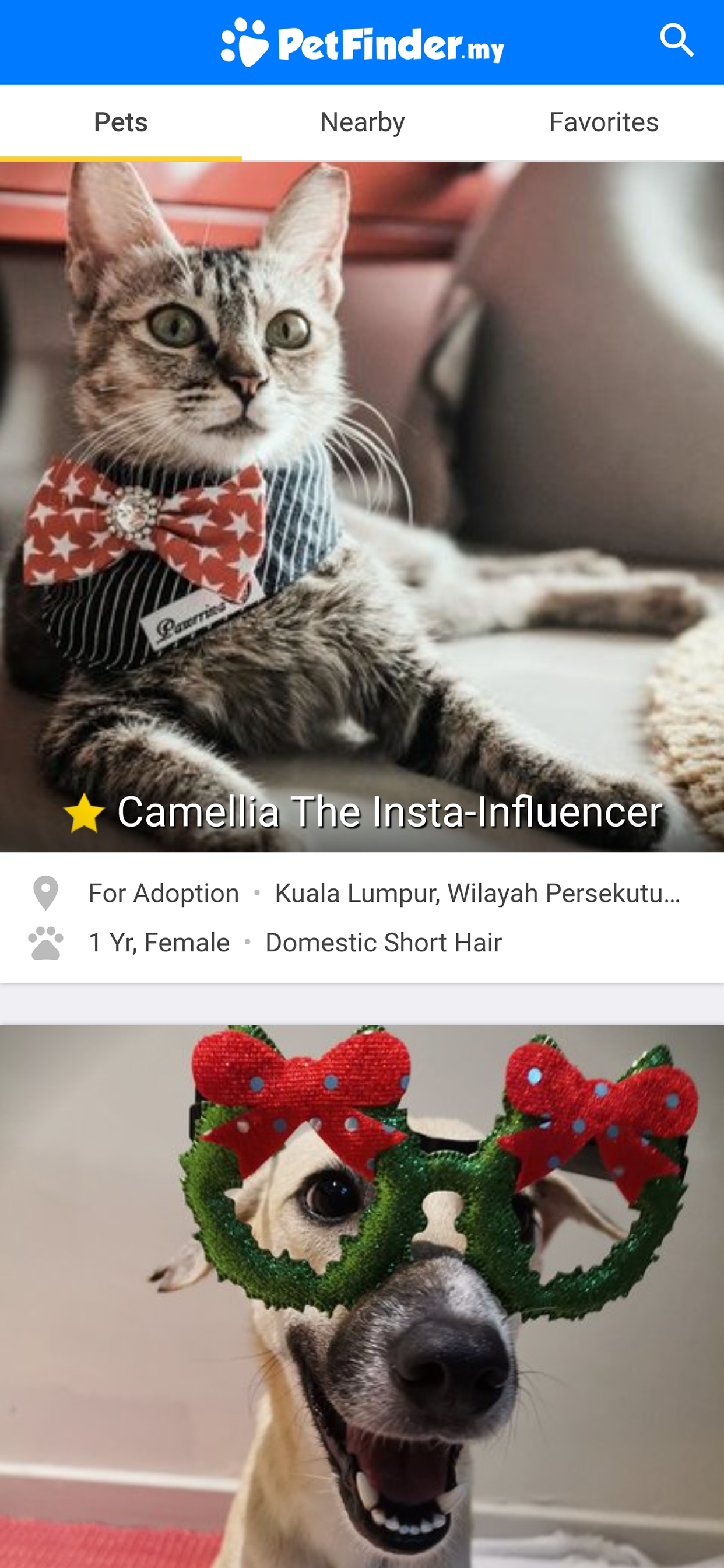 PetFinder.my