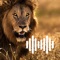 Lion hunting calls is an app with a variety of high quality lion calls