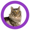 Cat Show 360 icon