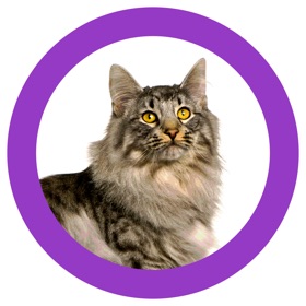 Cat Show 360