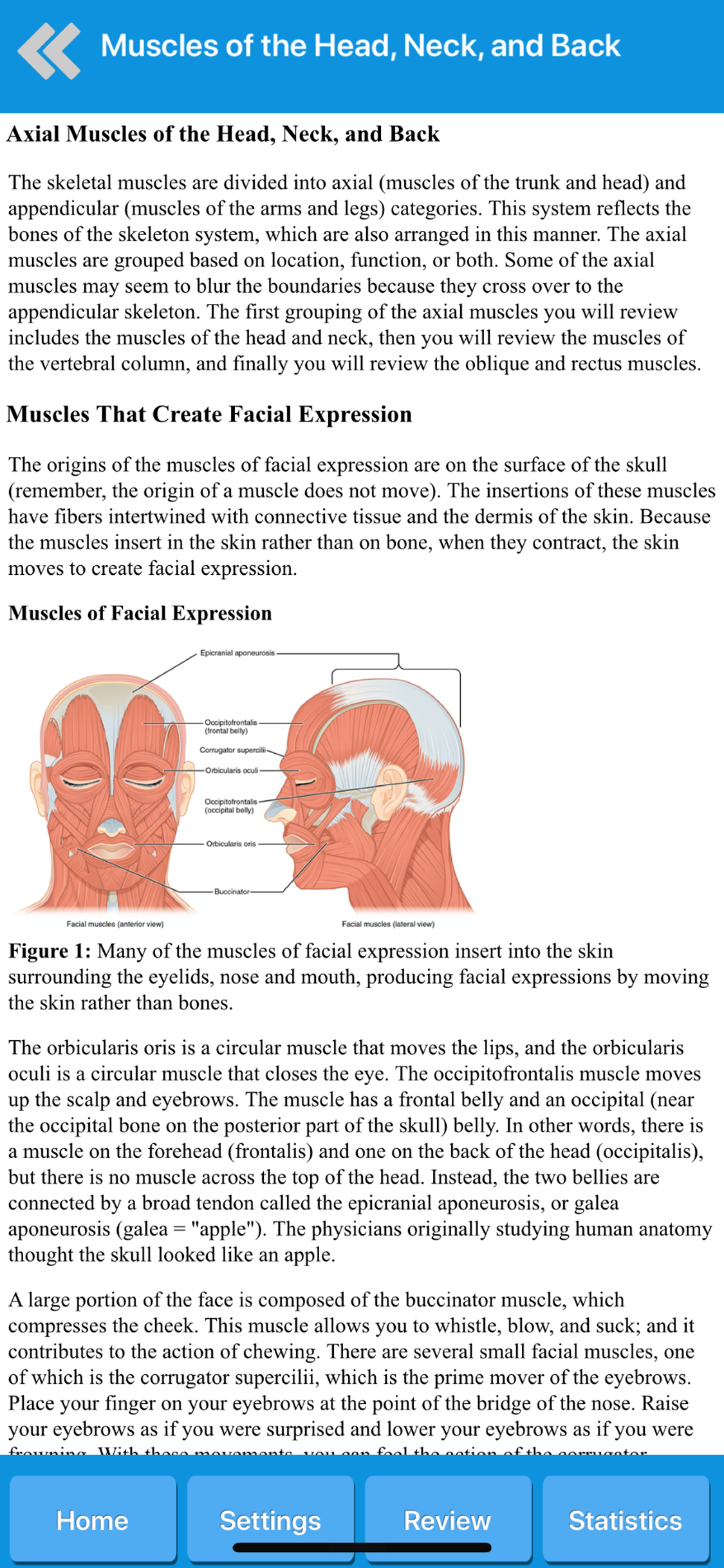 Muscle System Anatomy screenshot 3