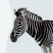 Investec for Intermediaries