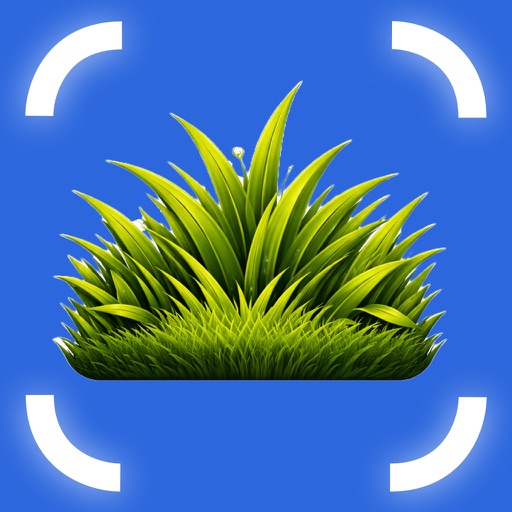 Grass Identifier: Grassify
