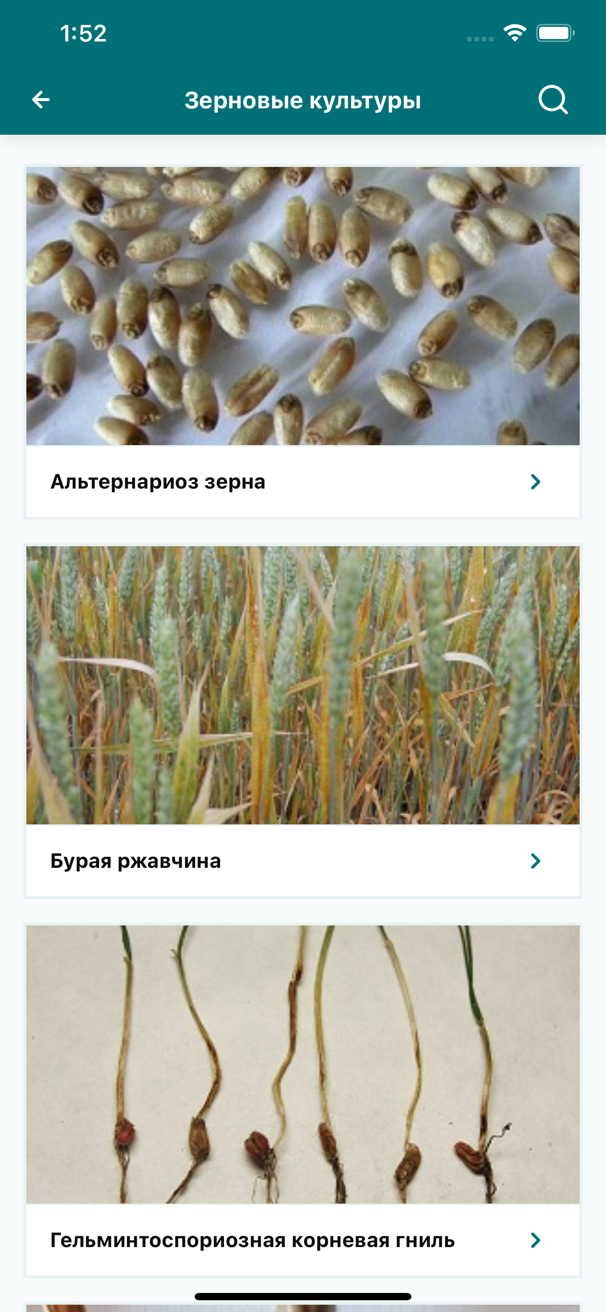 Betaren