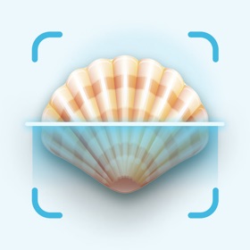 Sea Shell Identifier & Guide
