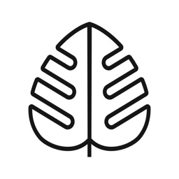 Monstera - Guide de plantes