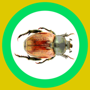 Bug World 720