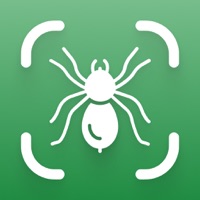 Spider ID  Identifier