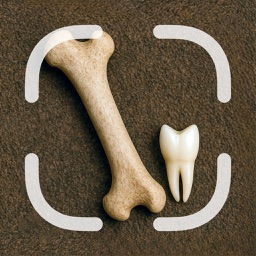 Bone, Skull & Tooth Identifier