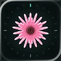 Asel: Focus Timer