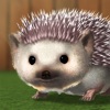 My Hedgehog icon