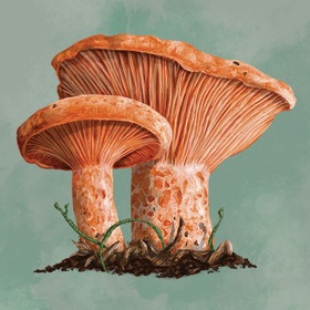 Mycelia - The Board Game
