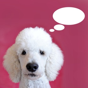 螢幕擷取畫面 (3) AnimalAnalysis