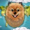 Keyla the Pomeranian returns for an extraordinary adventure