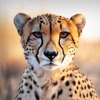 Cheetah simulator wild family icon