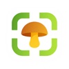 Mushroom Identifier icon