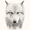 Wolf Backgrounds HD - Emilija Blagojevic