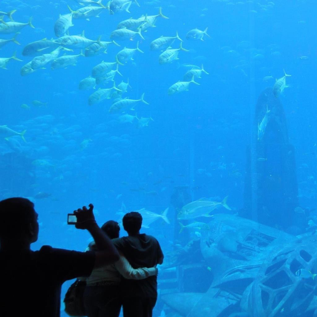 Get Aquarium Pack for iOS, iPhone, iPad Aso Report