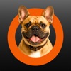 Dogito icon