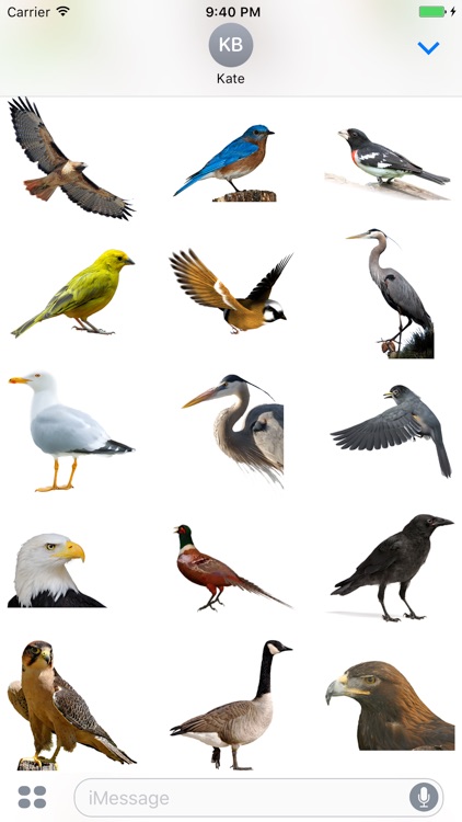 Flock of Birds Stickers