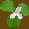 Smoky Mountains Wildflowers icon
