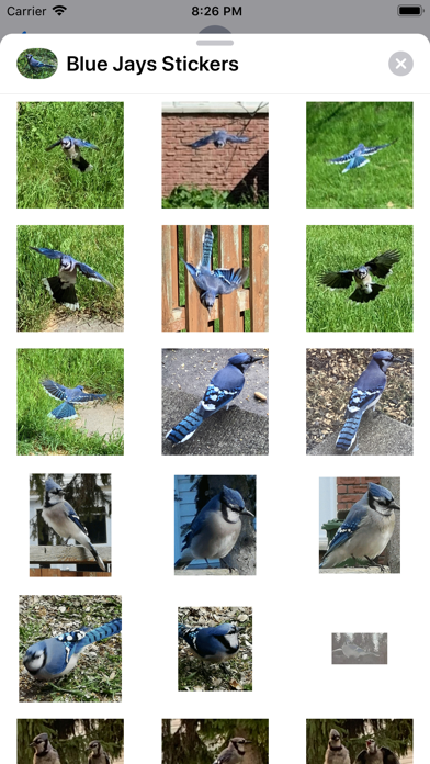 Screenshot #3 pour Blue Jay Stickers