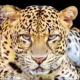 Wild Cats Info - Icône de l’app